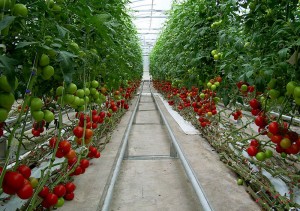 copy-Greenhouse-farming.jpg