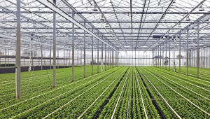 copy-Kelvion-Application-Agricultural-Greenhouses-580x330px.jpg