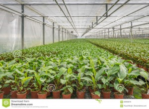 http://www.dreamstime.com/stock-photo-potted-plants-greenhouse-horticulture-business-nethe-many-large-dutch-glasshouse-company-specializes-houseplants-image69933670